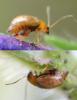 Longitarsus sp.